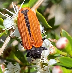 Castiarina erythroptera at Jerrabomberra, NSW - 7 Dec 2024