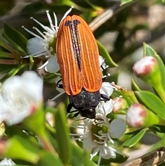 Castiarina erythroptera at Jerrabomberra, NSW - 7 Dec 2024