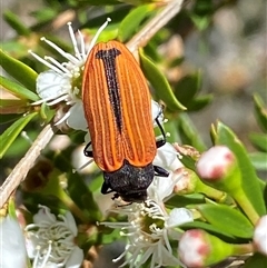 Castiarina erythroptera at Jerrabomberra, NSW - 7 Dec 2024 03:40 PM