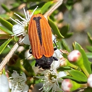 Castiarina erythroptera at Jerrabomberra, NSW - 7 Dec 2024