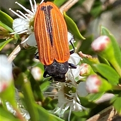 Castiarina erythroptera at Jerrabomberra, NSW - 7 Dec 2024