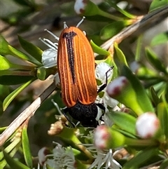 Castiarina erythroptera at Jerrabomberra, NSW - 7 Dec 2024 03:40 PM