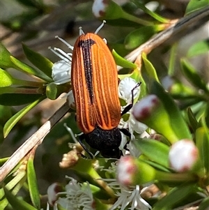 Castiarina erythroptera at Jerrabomberra, NSW - 7 Dec 2024