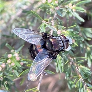 Unidentified True fly (Diptera) at Jerrabomberra, NSW by SteveBorkowskis