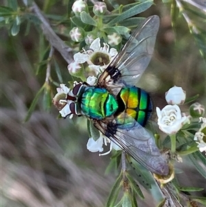 Unidentified True fly (Diptera) at Jerrabomberra, NSW by SteveBorkowskis