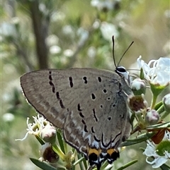 Jalmenus ictinus (Stencilled Hairstreak) at Jerrabomberra, NSW - 7 Dec 2024 by SteveBorkowskis