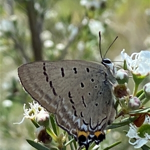 Jalmenus ictinus at Jerrabomberra, NSW - 7 Dec 2024