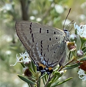 Jalmenus ictinus at Jerrabomberra, NSW - 7 Dec 2024