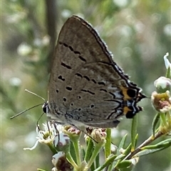 Jalmenus ictinus at Jerrabomberra, NSW - 7 Dec 2024