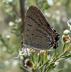 Jalmenus ictinus at Jerrabomberra, NSW - 7 Dec 2024