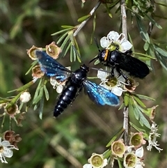 Scoliidae sp. (family) (Unidentified Hairy Flower Wasp) at Jerrabomberra, NSW - 7 Dec 2024 by SteveBorkowskis