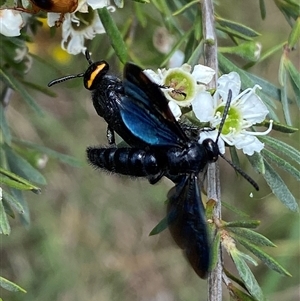 Scoliidae sp. (family) at Jerrabomberra, NSW - 7 Dec 2024