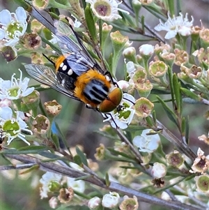 Scaptia (Scaptia) auriflua at Jerrabomberra, NSW by SteveBorkowskis