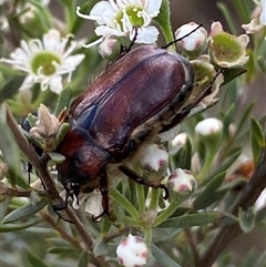 Bisallardiana gymnopleura at Jerrabomberra, NSW - 7 Dec 2024 by SteveBorkowskis