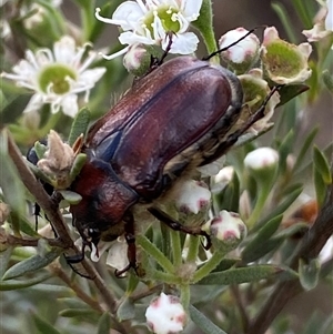 Bisallardiana gymnopleura (Brown flower chafer) at Jerrabomberra, NSW by SteveBorkowskis