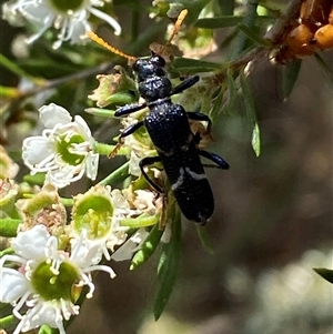 Scrobiger idoneus (Checkered beetle) at Jerrabomberra, NSW by SteveBorkowskis