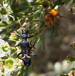 Scrobiger idoneus at Jerrabomberra, NSW - 7 Dec 2024