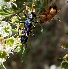 Scrobiger idoneus at Jerrabomberra, NSW - 7 Dec 2024