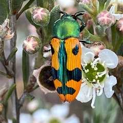 Castiarina scalaris at Jerrabomberra, NSW - 7 Dec 2024 by SteveBorkowskis