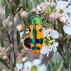 Castiarina scalaris at Jerrabomberra, NSW - suppressed