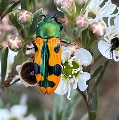 Castiarina scalaris at Jerrabomberra, NSW - 7 Dec 2024