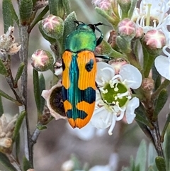 Castiarina scalaris at Jerrabomberra, NSW - suppressed