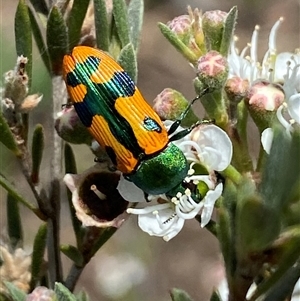 Castiarina scalaris at Jerrabomberra, NSW - suppressed