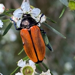 Castiarina amplipennis (Jewel Beetle) at Jerrabomberra, NSW - 7 Dec 2024 by SteveBorkowskis