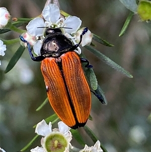 Castiarina amplipennis at Jerrabomberra, NSW - 7 Dec 2024 03:11 PM