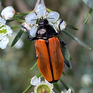 Castiarina amplipennis at Jerrabomberra, NSW - 7 Dec 2024 03:11 PM