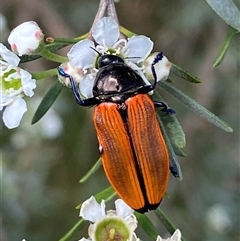 Castiarina amplipennis at Jerrabomberra, NSW - 7 Dec 2024 03:11 PM