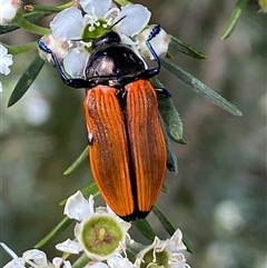 Castiarina amplipennis at Jerrabomberra, NSW - 7 Dec 2024 03:11 PM