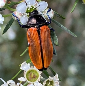 Castiarina amplipennis at Jerrabomberra, NSW - 7 Dec 2024 03:11 PM