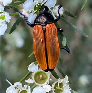 Castiarina amplipennis at Jerrabomberra, NSW - 7 Dec 2024 03:11 PM