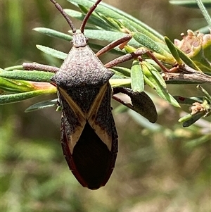 Mictis profana at Jerrabomberra, NSW - 7 Dec 2024