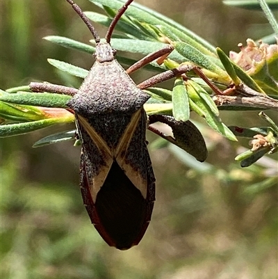 Mictis profana (Crusader Bug) at Jerrabomberra, NSW - 7 Dec 2024 by SteveBorkowskis