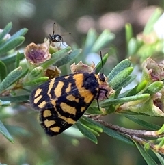 Asura lydia (Lydia Lichen Moth) at Jerrabomberra, NSW - 7 Dec 2024 by SteveBorkowskis