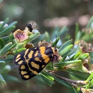 Asura lydia at Jerrabomberra, NSW - 7 Dec 2024 03:10 PM