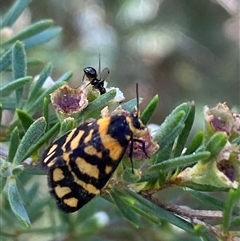 Asura lydia at Jerrabomberra, NSW - 7 Dec 2024