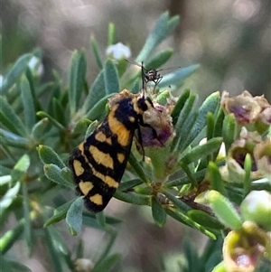 Asura lydia at Jerrabomberra, NSW - 7 Dec 2024 03:10 PM