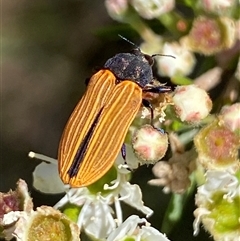 Castiarina erythroptera at Jerrabomberra, NSW - 7 Dec 2024 by SteveBorkowskis