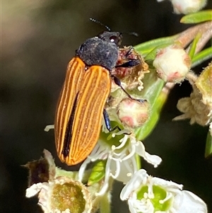 Castiarina erythroptera at Jerrabomberra, NSW - 7 Dec 2024 03:07 PM