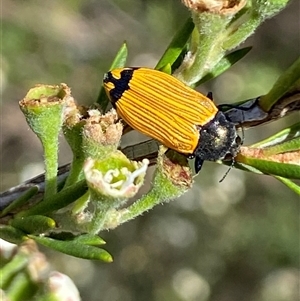 Castiarina balteata at Jerrabomberra, NSW - 7 Dec 2024