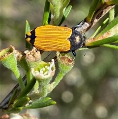 Castiarina balteata at Jerrabomberra, NSW - 7 Dec 2024