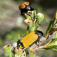 Castiarina balteata at Jerrabomberra, NSW - 7 Dec 2024