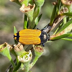 Castiarina balteata at Jerrabomberra, NSW - 7 Dec 2024