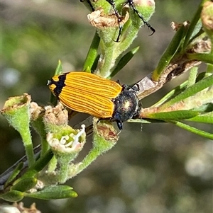 Castiarina balteata at Jerrabomberra, NSW - 7 Dec 2024