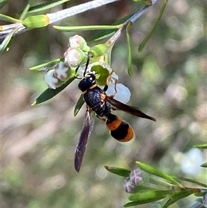 Eumeninae (subfamily) (Unidentified Potter wasp) at Jerrabomberra, NSW by SteveBorkowskis