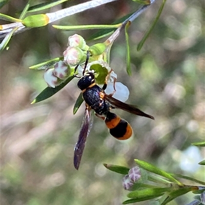 Eumeninae (subfamily) (Unidentified Potter wasp) at Jerrabomberra, NSW - 7 Dec 2024 by SteveBorkowskis