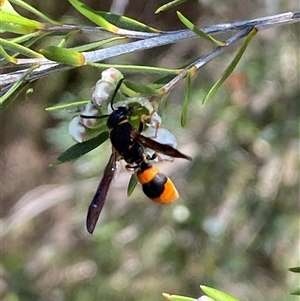 Eumeninae (subfamily) at Jerrabomberra, NSW - 7 Dec 2024